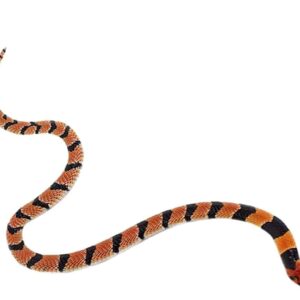 Cape Coral Cobra For Sale