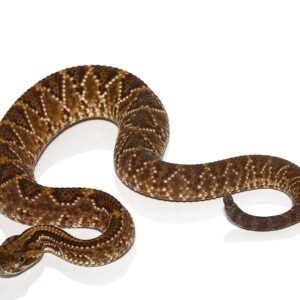 Cascabel Rattlesnake For Sale