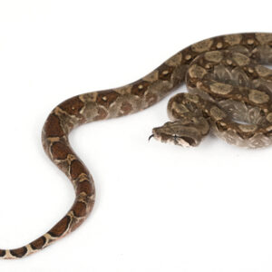 Central American Boa for Sale