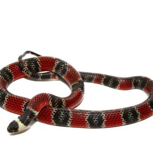 Central American Coral Snake For Sale