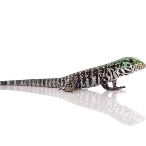 Chacoan White Headed Tegu For Sale