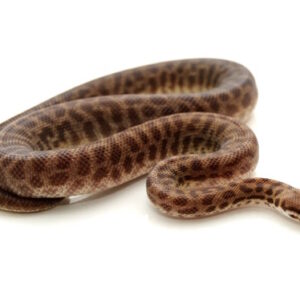 Childrens Python for Sale