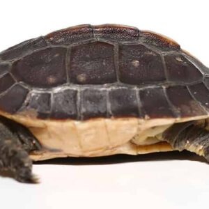 Golden Head Chinese Box Turtle For Sale