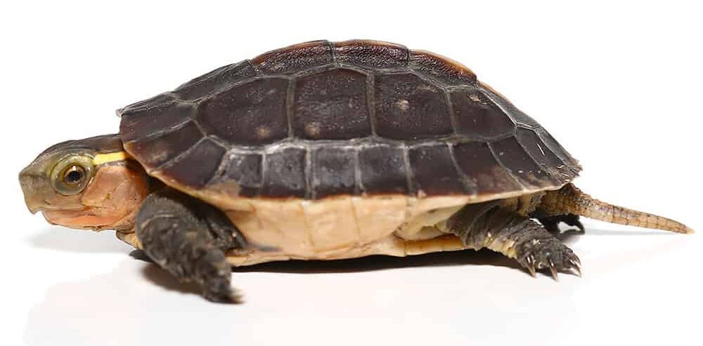 Golden Head Chinese Box Turtle For Sale