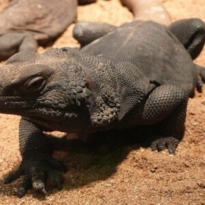 Black And White Chuckwalla for Sale