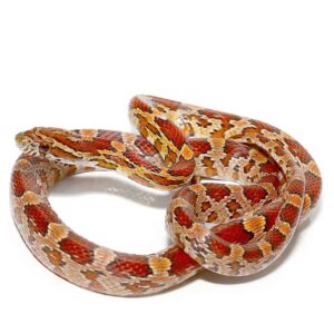 Classic Cornsnake for Sale