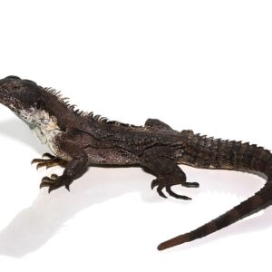 Clubtail Iguana for Sale