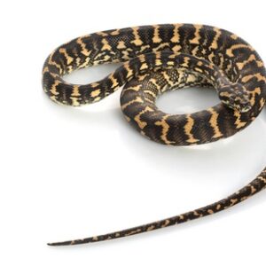 Coastal Carpet Python for Sale