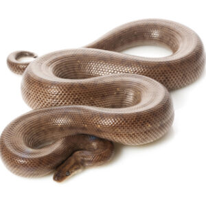 Columbian Rainbow Boa for Sale