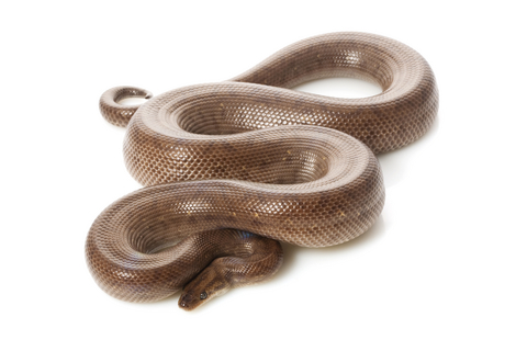 Columbian Rainbow Boa for Sale