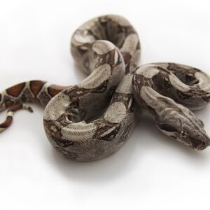 Columbian Red Tail Boa for Sale