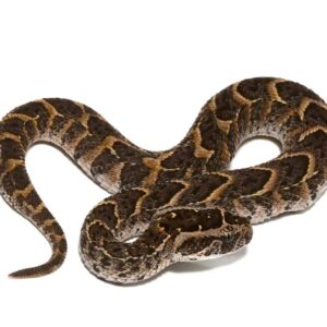 Congo Puff Adder For Sale