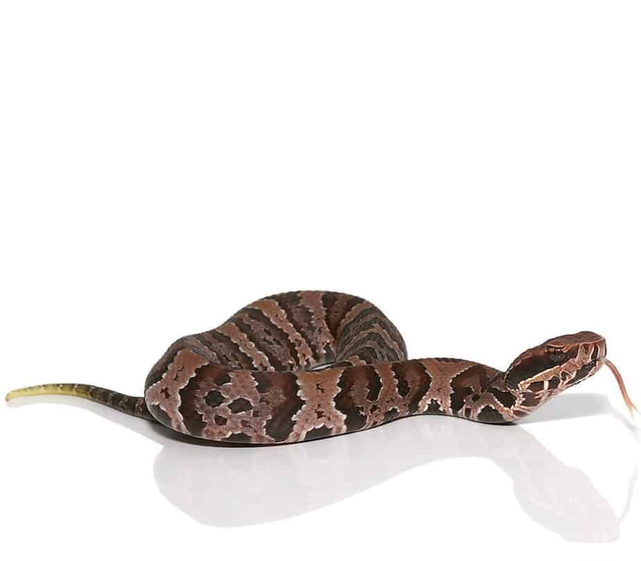 Cotton Mouth Water Moccasin For Sale
