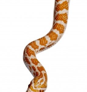 Crimson Corn Snake for Sale
