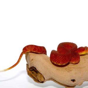 Crimson Red Squamigera Bush Viper For Sale