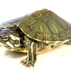 Cumberland Slider Turtle for Sale