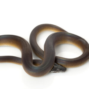 D'alberts Python for Sale