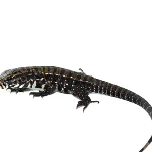 Deep Purple Tegu For Sale