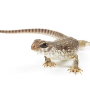 Desert Iguana for Sale