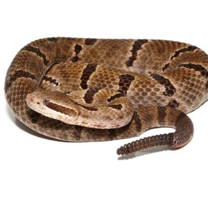 Durango Mountain Rattlesnake For Sale