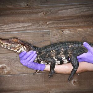 Dwarf Caiman For Sale
