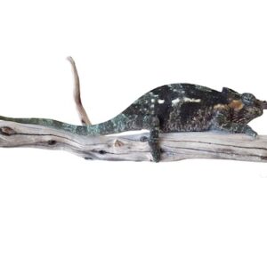 Dwarf Fischers Chameleon for Sale