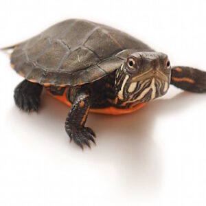 Eastern Painted Turtle for Sale