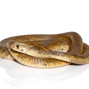 Egyptian Cobra For Sale