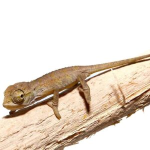 Elliots Chameleon for Sale