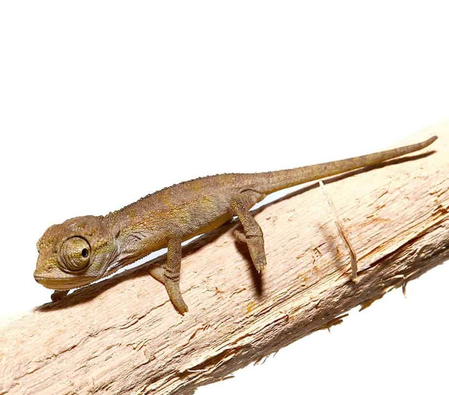 Elliots Chameleon for Sale