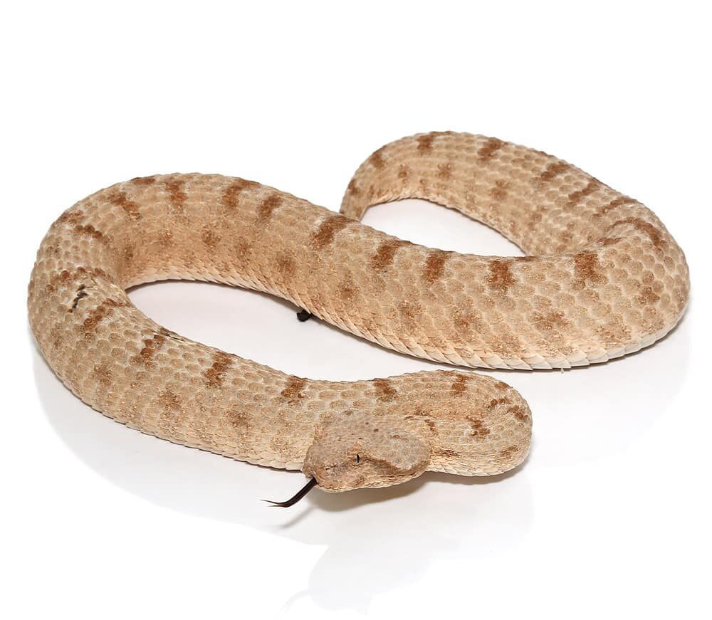 Fields Horned Viper For Sale