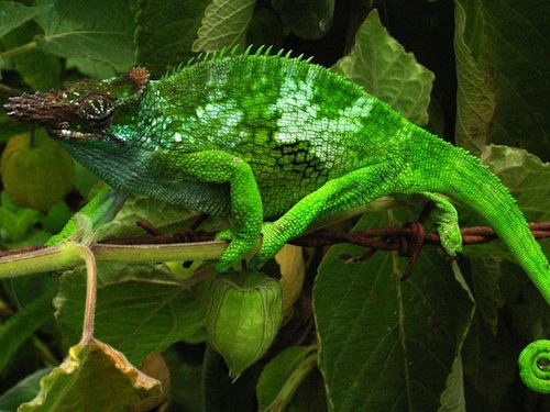 Fischers Chameleon for Sale
