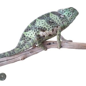 Flapneck Chameleon for Sale