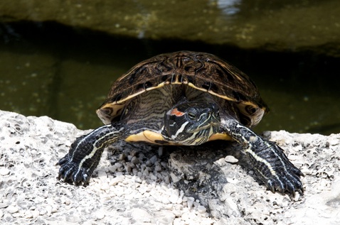 Florida Red Bellied Turtle for Sale