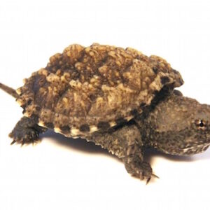 Florida Snapping Turtle for Sale
