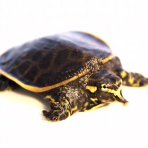 Florida Softshell Turtle for Sale