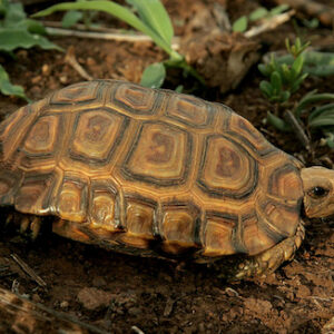 Forest Hingeback Tortoise for Sale