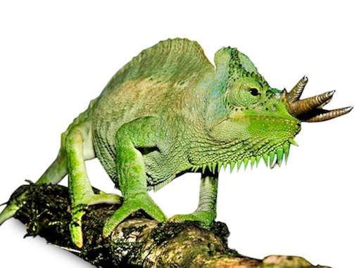 Four Horned Chameleon for Sale