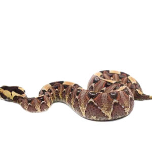 Gabino Vipers For Sale