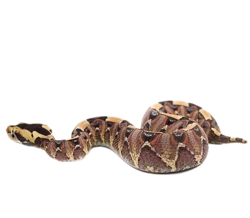 Gabino Vipers For Sale