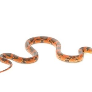Goins King Snake for Sale