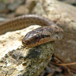 Goins Steppes Rat Snake for Sale