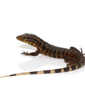 Gold Tegu For Sale