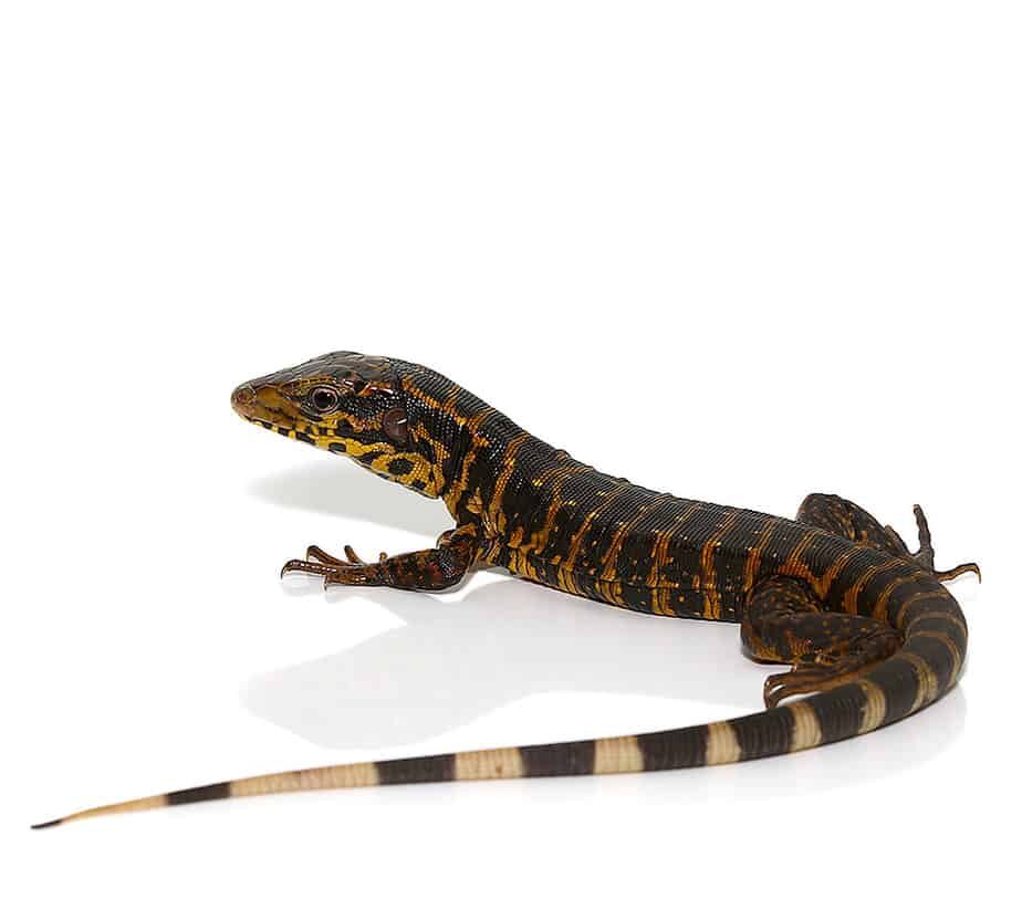 Gold Tegu For Sale
