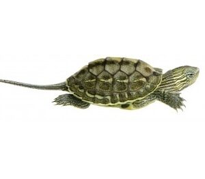 Chinese Golden Thread Turtle for Sale