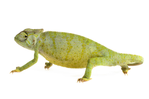Graceful Chameleon for Sale