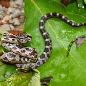Gray Rat Snake for Sale