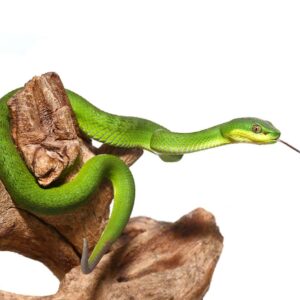 Green Komodo Island Viper For Sale