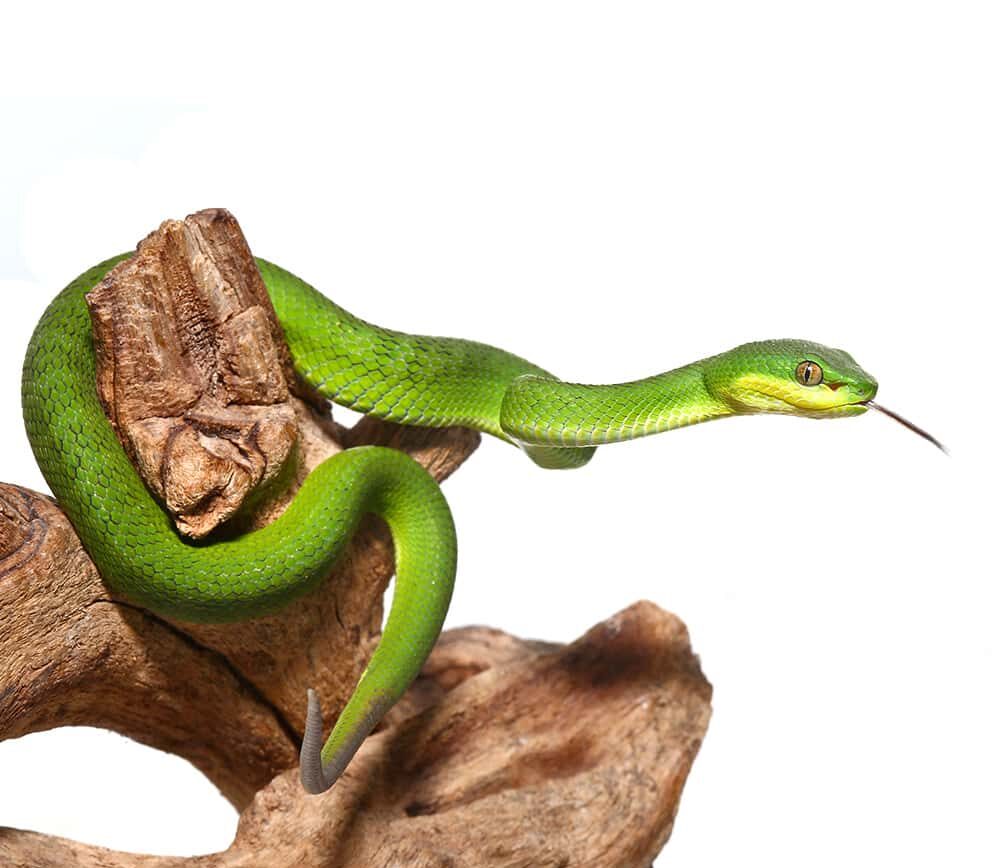 Green Komodo Island Viper For Sale