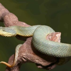 Green Patternless Squamigera Bush Viper For Sale